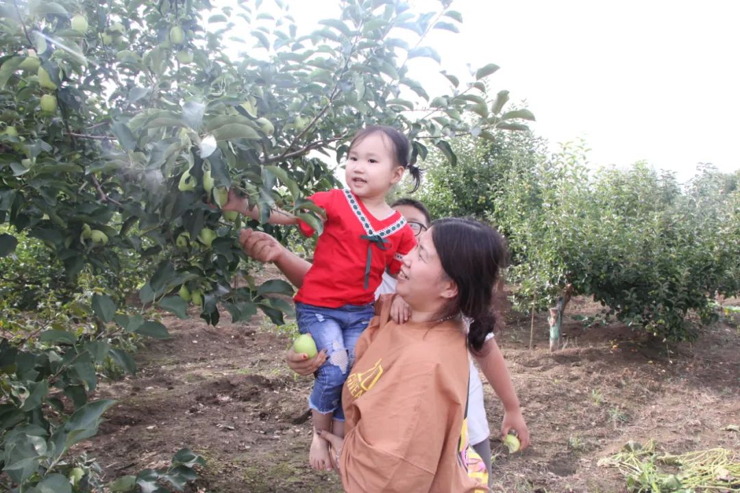庭院种植致富项目_致富庭院种植项目介绍_致富庭院种植项目有哪些