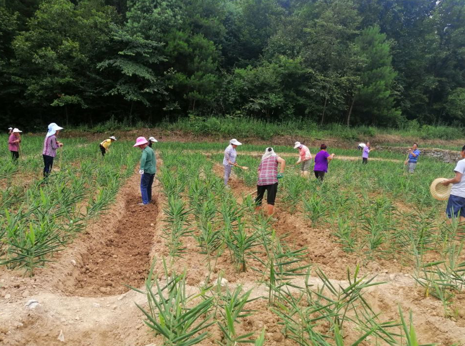 农村创业种姜_农村种植姜致富_致富种植姜农村有补贴吗