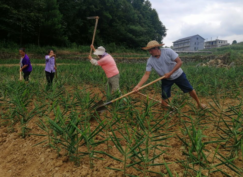 农村创业种姜_农村种植姜致富_致富种植姜农村有补贴吗