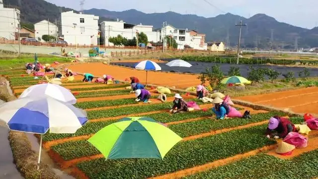 致富好项目种植_致富经农业种植_特色种植致富忙