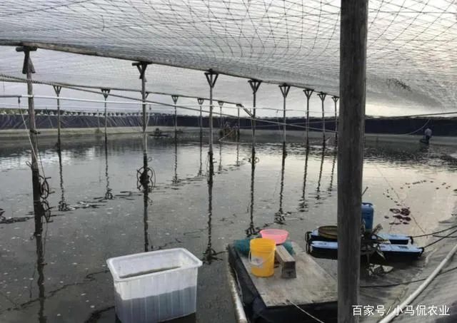 大棚养殖米虾技术_虾米养殖大棚技术要求_虾米养殖视频