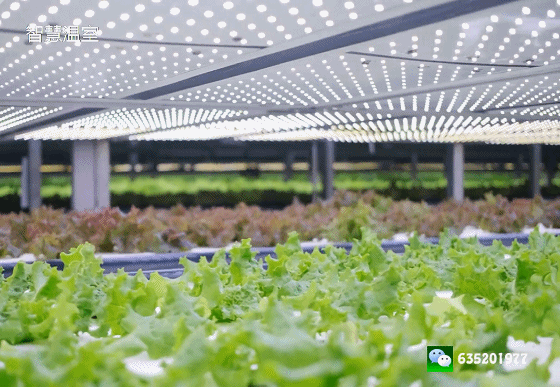 致富庭院种植项目是什么_致富庭院种植项目有哪些_庭院种植致富项目
