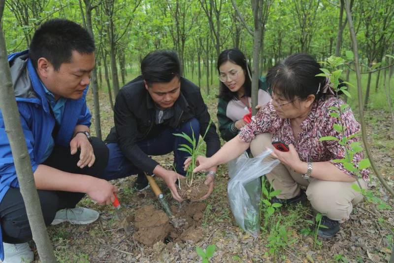 致富药材种植_种植中药致富_中药种植赚钱