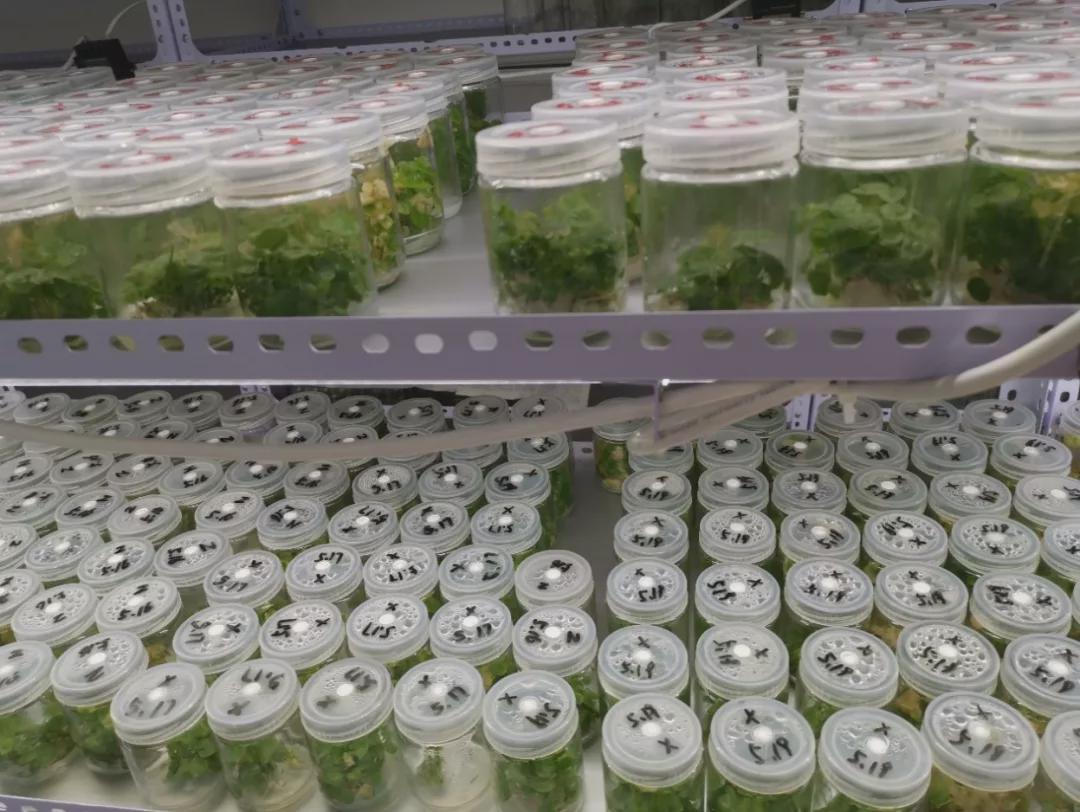 中药种植赚钱_种植中药致富_致富药材种植