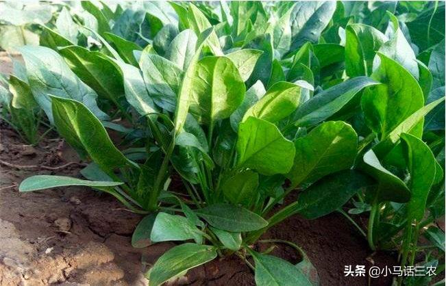 波菜种植时间及技术_波菜种植时候_波菜的种植方法