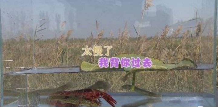 龙虾捉泥鳅_致富经泥鳅爱上小龙虾_致富经泥鳅养殖视频全集