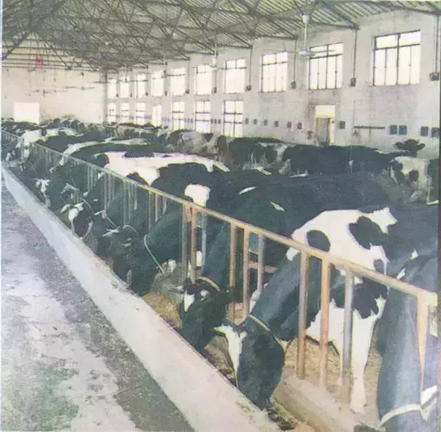 致富经养奶牛_牛奶养鸡致富经_致富牛奶养鸡是真的吗