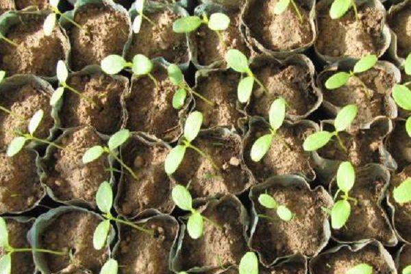 甜香瓜栽培技术_种植甜瓜香瓜技术视频_香瓜甜瓜的种植技术