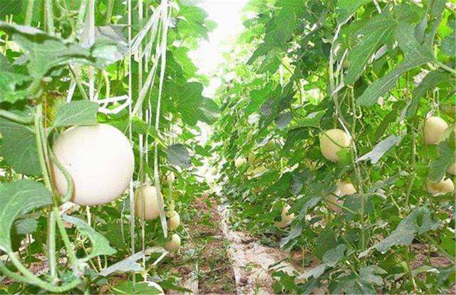 甜香瓜栽培技术_香瓜甜瓜的种植技术_种植甜瓜香瓜技术视频