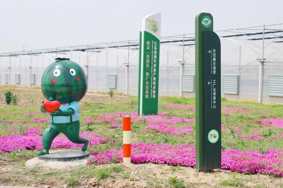 南京江宁：横溪西瓜春管忙 忙出致富好前景