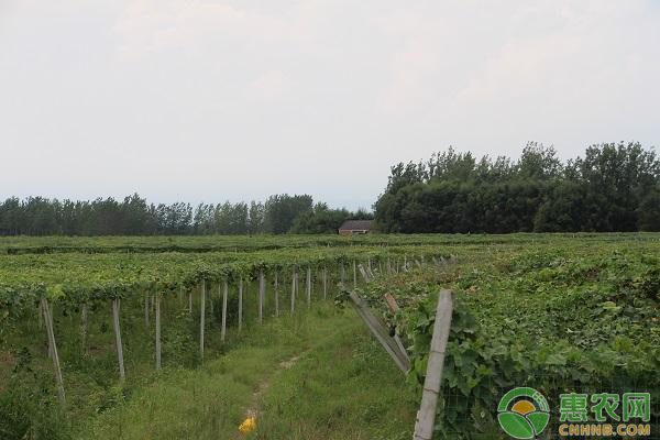 2019年瓜蒌种植前景及种植效益分析