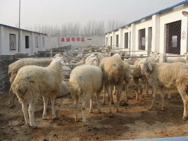 育肥羊养殖技术视频_育肥养羊技术视频教程_视频养殖羊育肥技术大全