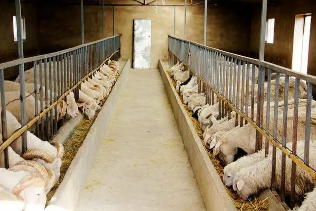 育肥羊养殖技术视频_视频养殖羊育肥技术大全_育肥养羊技术视频教程
