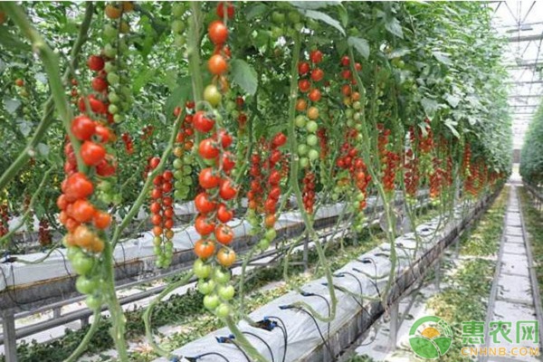番茄夏季栽培技术要点-图片版权归惠农网所有