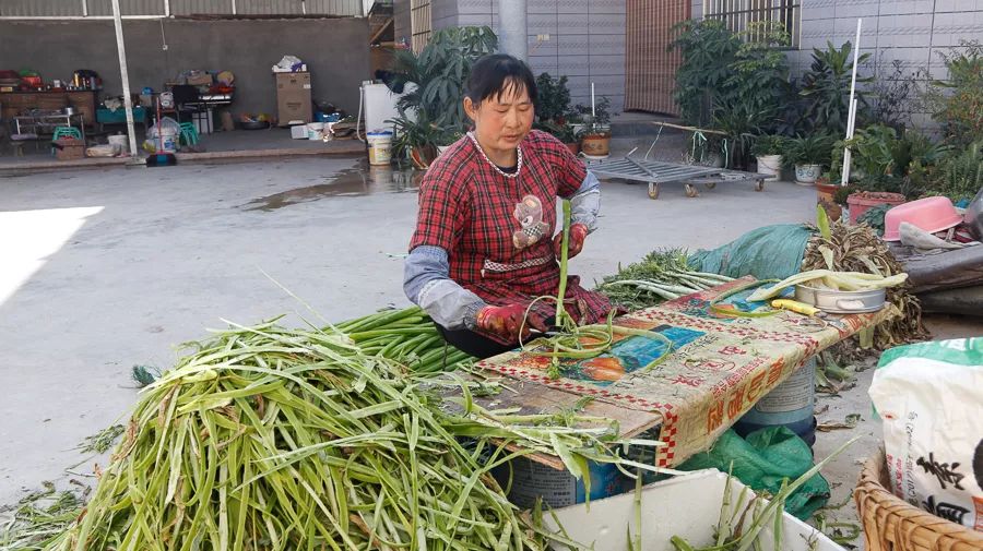 致富种植包包菜视频_包包菜种植条件_种植包包菜致富