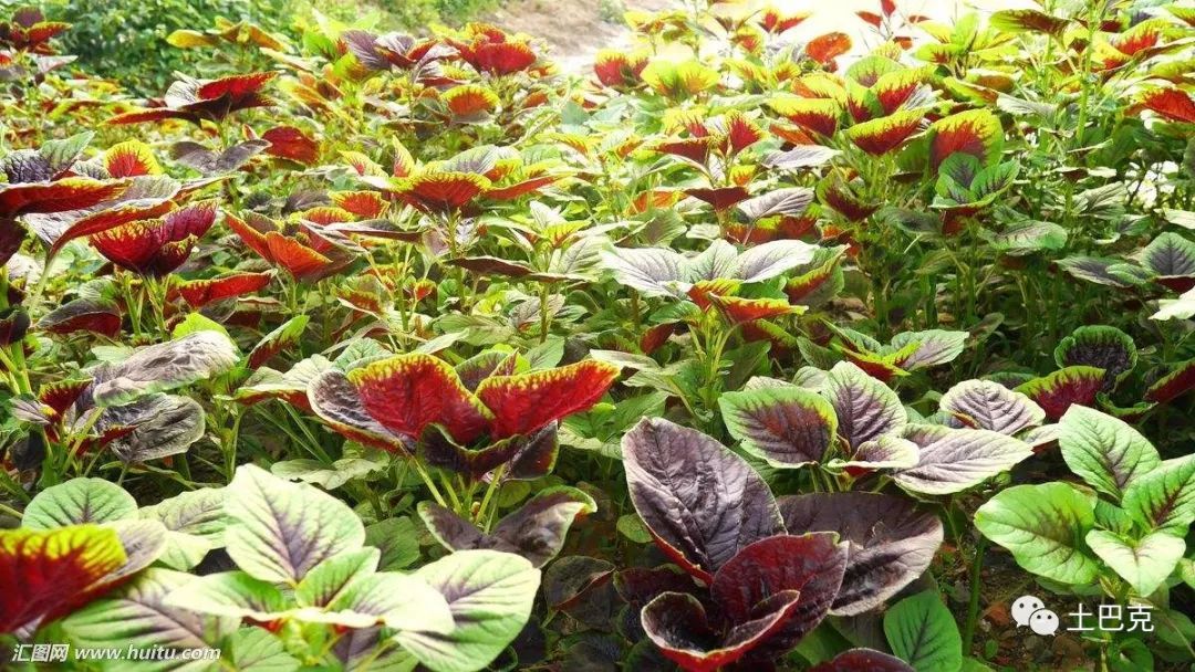 虹豆种植技术_荷兰豆种植技术_大豆种植技术与管理
