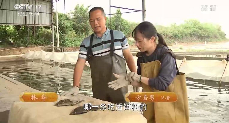 致富经黄颡鱼养殖_黄颡鱼养殖视频播放_致富经黄颡鱼养殖技术视频