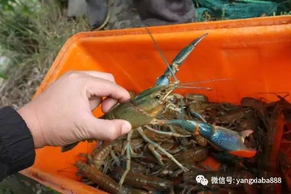 澳洲淡水小龙虾致富经_致富经澳洲淡水龙虾养殖视频_致富经澳洲龙虾养殖全部视频