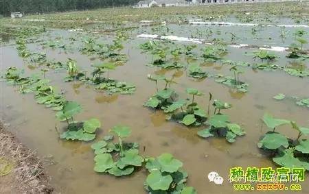 藕，也可以这样种植！