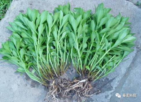 费菜栽培管理技术_费菜种植技术_费菜栽培技术