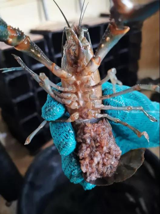 澳洲淡水小龙虾致富经_致富经澳洲淡水大龙虾养殖_澳洲淡水龙虾致富经
