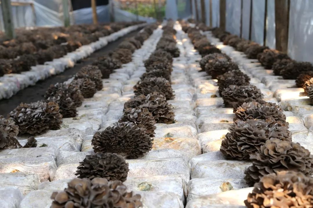灰树花种植技术_灰树花种植原料配方_灰树花种植技术视频