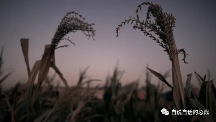 人工马蜂养殖技术视频_人工饲养马蜂_人工怎样养殖马蜂