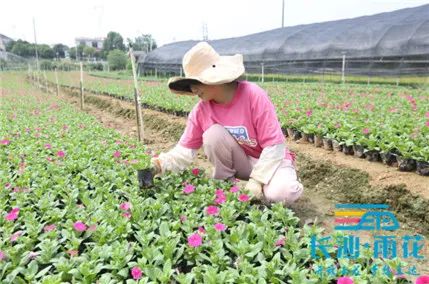 致富棠梨花种植视频_棠梨子种植技术_种植棠梨花致富