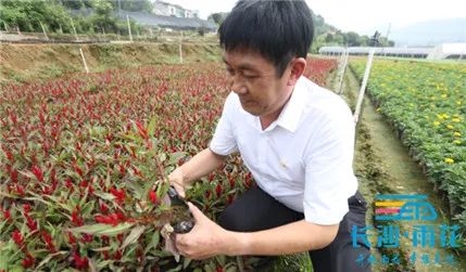 致富棠梨花种植视频_种植棠梨花致富_棠梨子种植技术