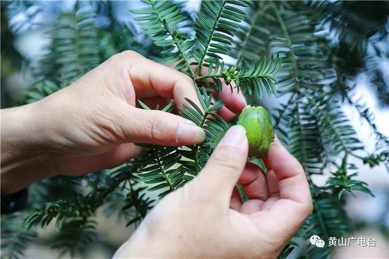 婺源香榧种植致富_江西香榧之乡_香榧古树
