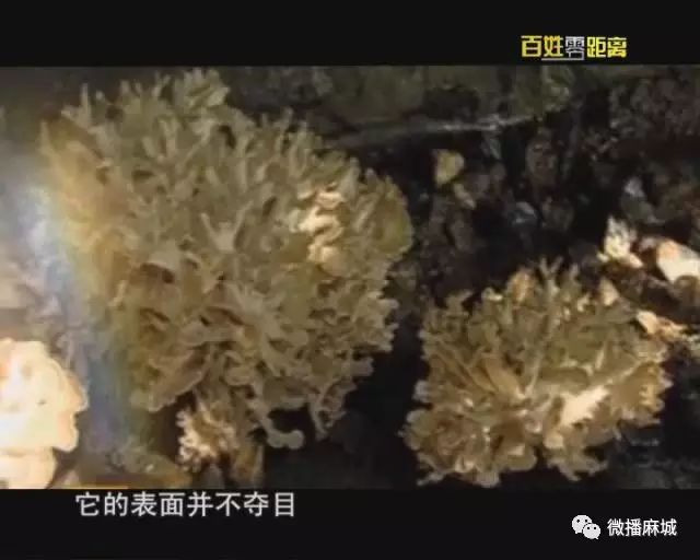 灰树花种植前景效益_灰树花种植条件_灰树花种植技术