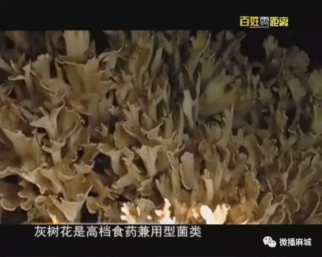 灰树花种植前景效益_灰树花种植技术_灰树花种植条件