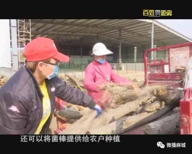 灰树花种植技术_灰树花种植前景效益_灰树花种植条件