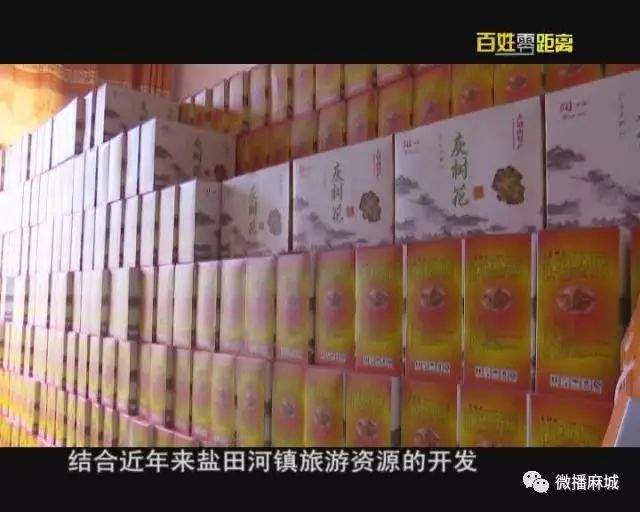 灰树花种植条件_灰树花种植技术_灰树花种植前景效益