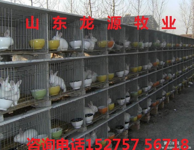 致富兔长毛养什么品种_致富养兔子_致富经养长毛兔