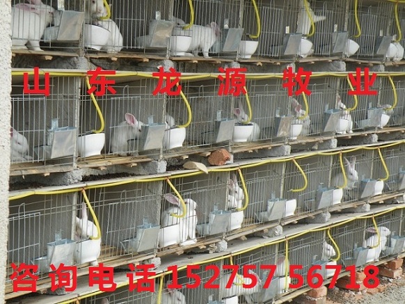 致富兔长毛养什么品种_致富养兔子_致富经养长毛兔