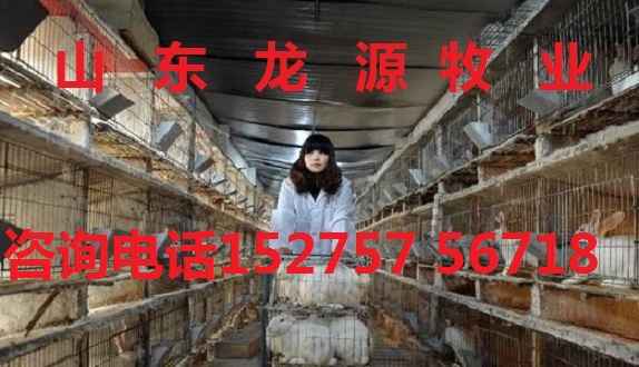 致富养兔子_致富兔长毛养什么品种_致富经养长毛兔