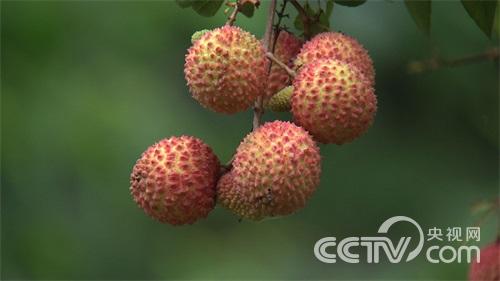 发现16棵千年古荔枝树之后