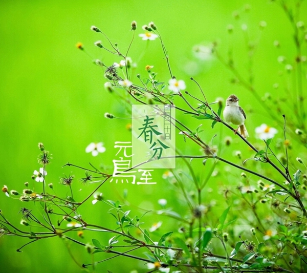 山东甘蔗种植基地价格_烟台致富甘蔗种植基地_烟台种植甘蔗致富