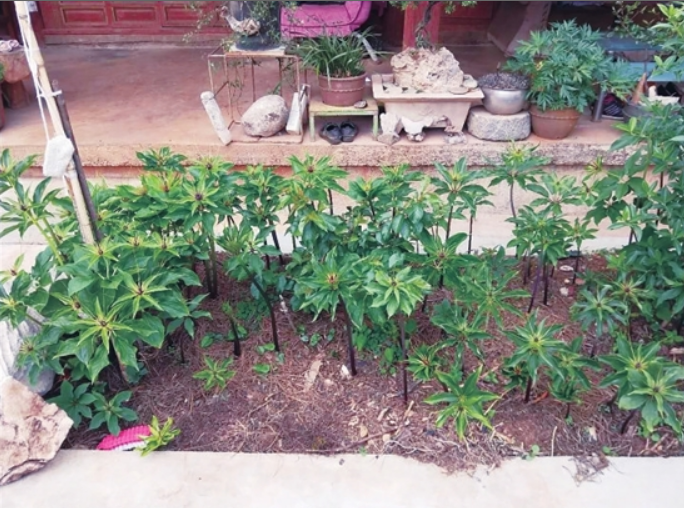 种植重楼政府有补贴吗_重楼种植利润_重楼种植致富项目
