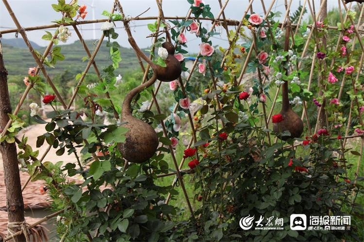 烟台种植甘蔗致富_烟台致富甘蔗种植基地_山东甘蔗种植基地价格