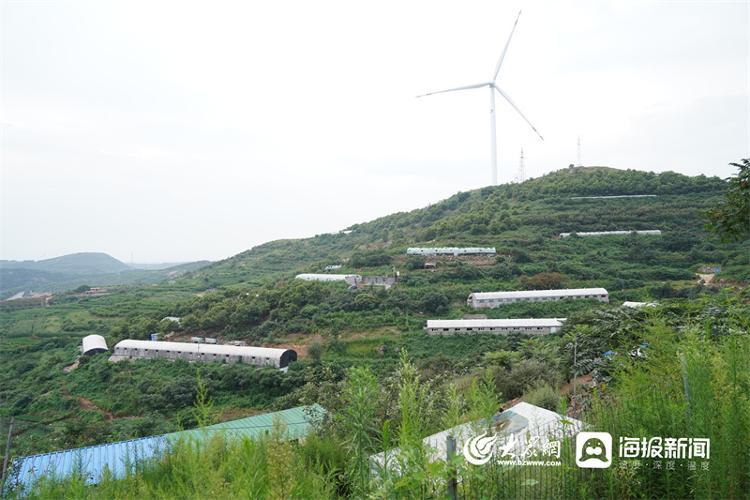 烟台种植甘蔗致富_烟台致富甘蔗种植基地_山东甘蔗种植基地价格