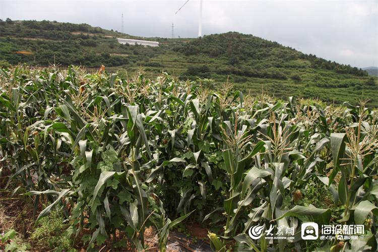 烟台种植甘蔗致富_烟台致富甘蔗种植基地_山东甘蔗种植基地价格