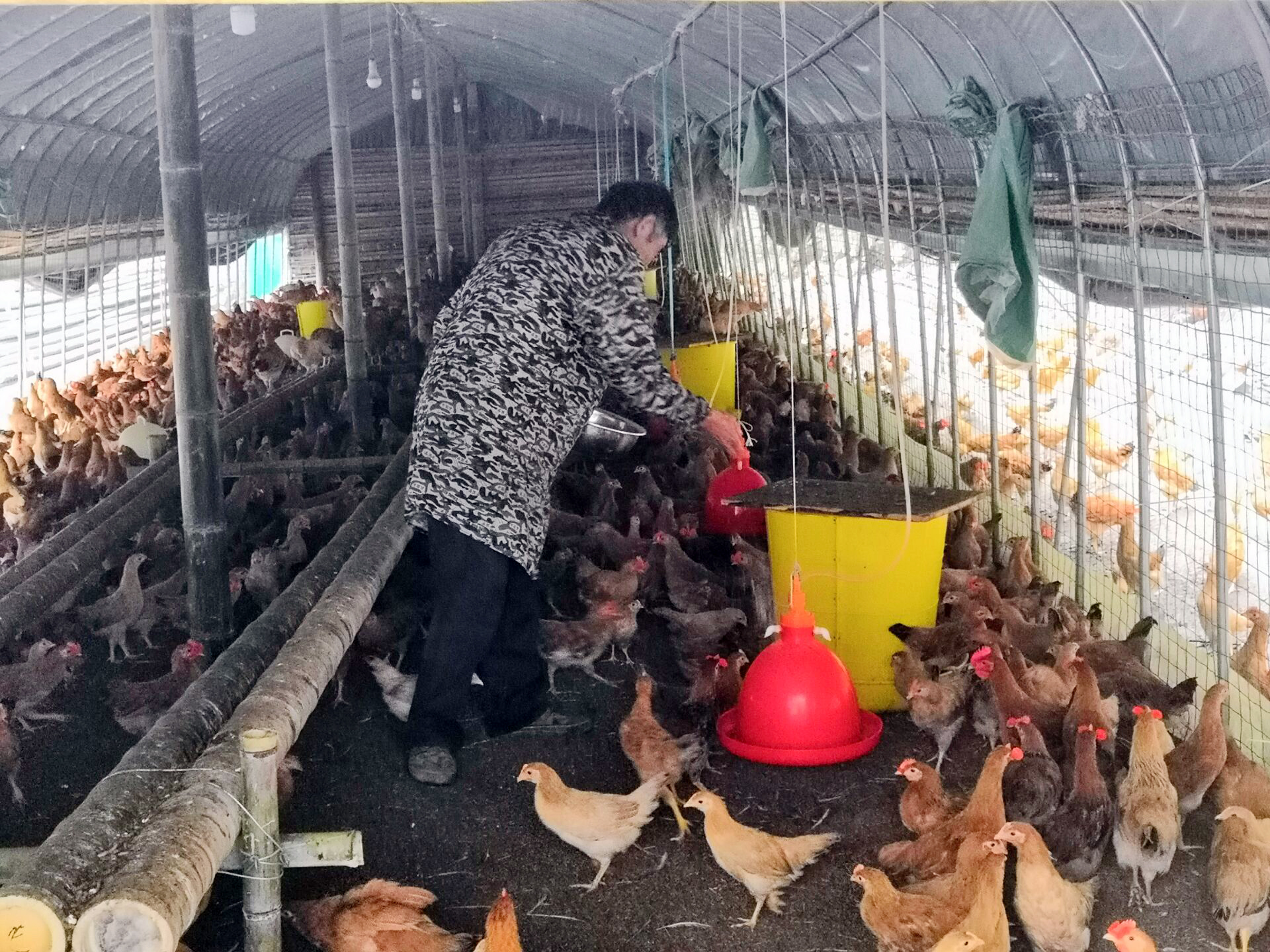 土鸡养殖致富经2019年全集_致富养殖村民土鸡视频_村民养殖土鸡致富