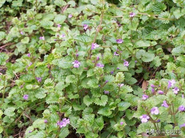种植玉竹技术要点_玉竹种植技术_种植玉竹技术视频