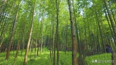 种植玉竹技术视频_种植玉竹技术要点_玉竹种植技术