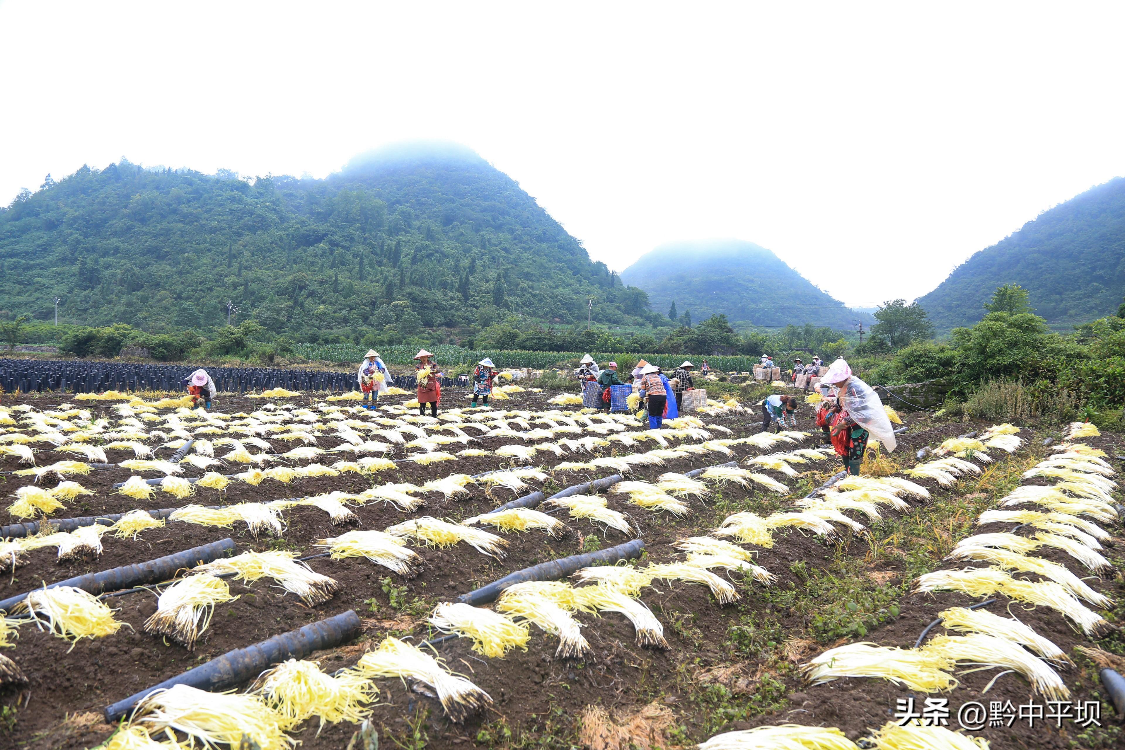 平坝向阳村：百亩韭黄开镰喜获丰收