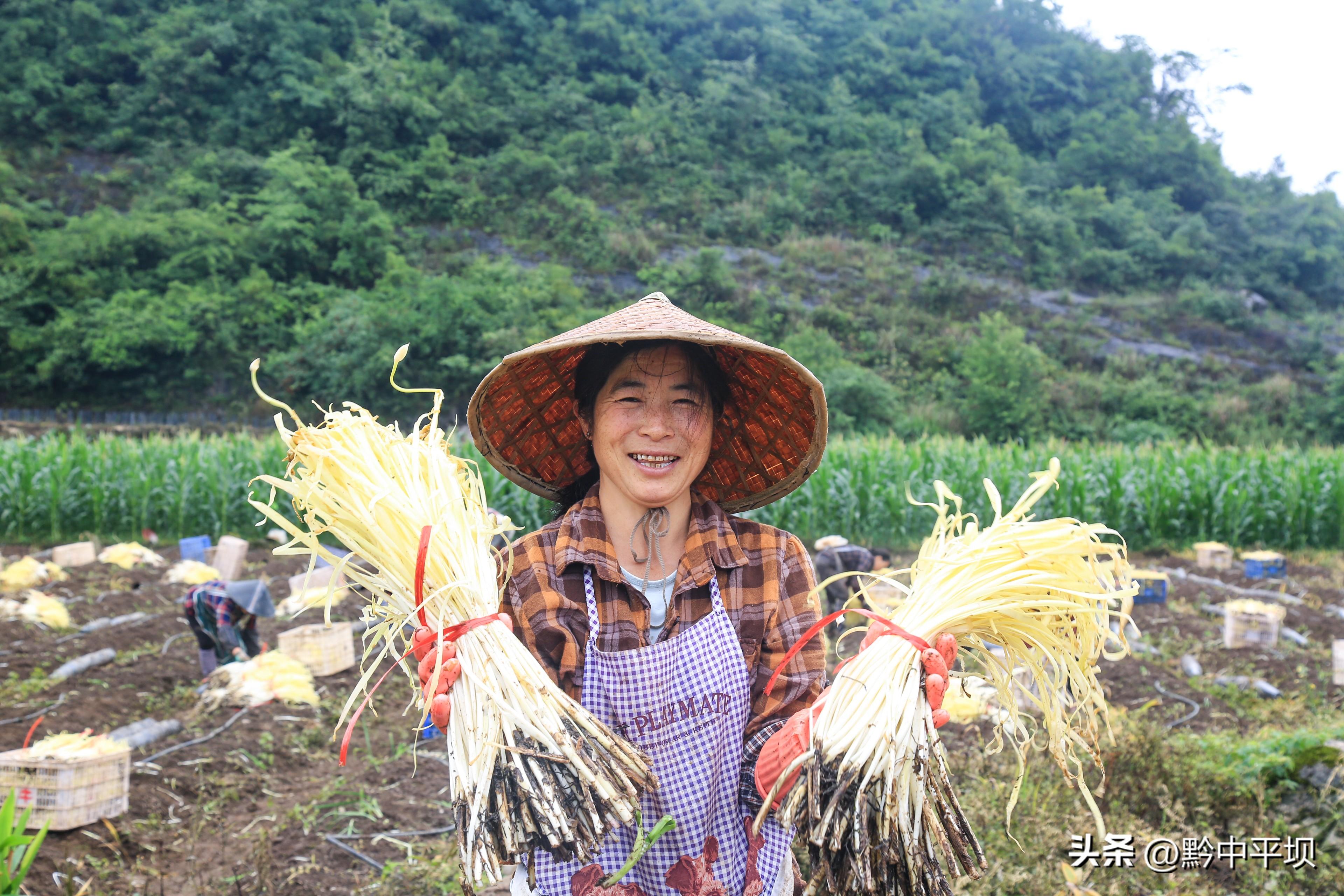 种植韭黄赚钱吗_致富种植韭黄怎么样_韭黄种植致富