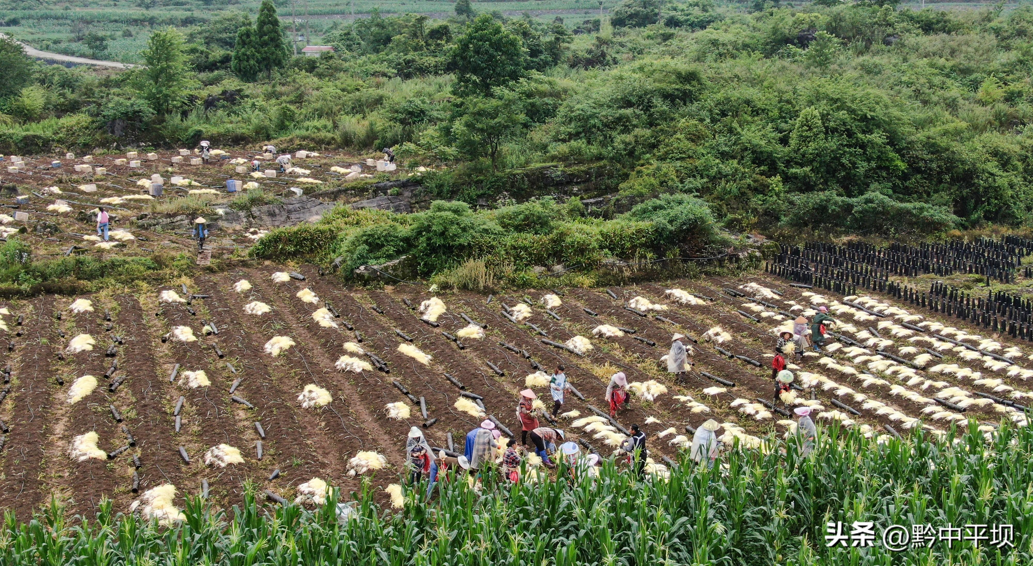 种植韭黄赚钱吗_韭黄种植致富_致富种植韭黄怎么样