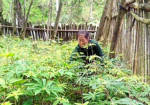 种植重楼政府有补贴吗_重楼种植项目策划书_重楼种植致富项目